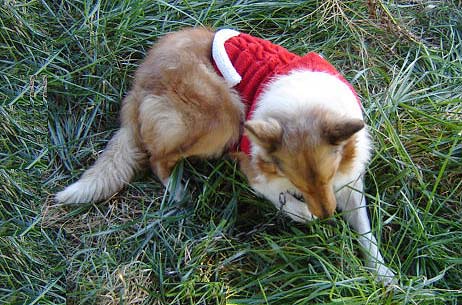 Christmas sweater