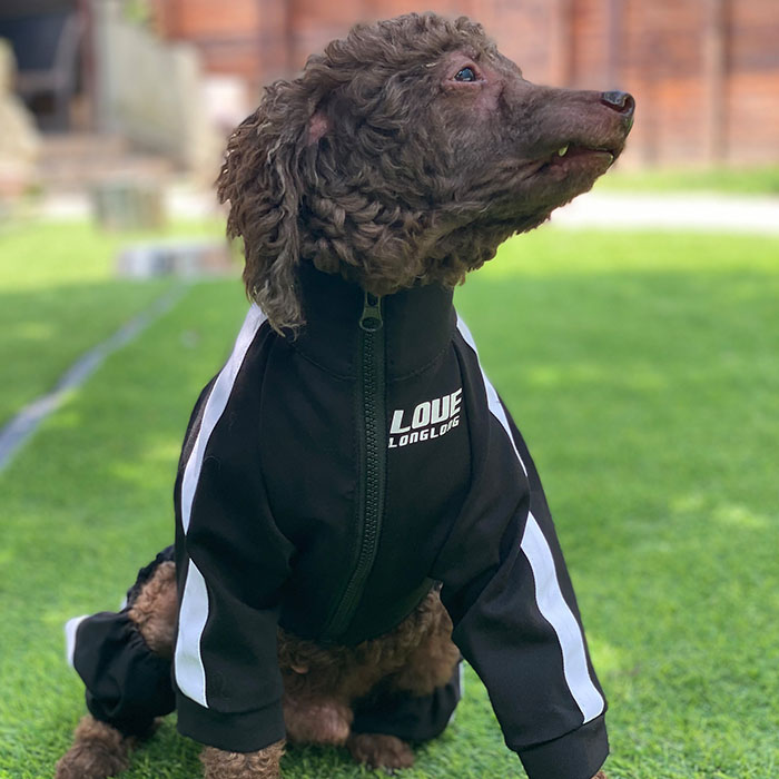 Dog Sweatshirt Zipper Dog Sport Suit